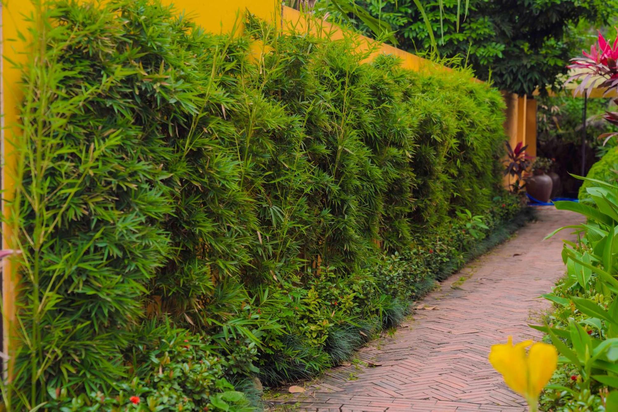 Apartamento Papaya Bungalow & Rice Fields Ninh Binh Exterior foto